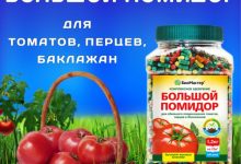 Photo of Помидоры для повышения концентрации