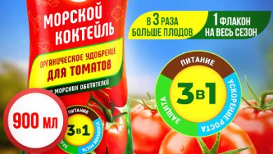 Photo of Помидоры для увеличения продуктивности