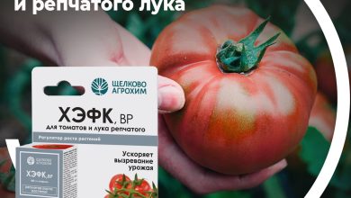 Photo of Увеличь производительность с помидорами